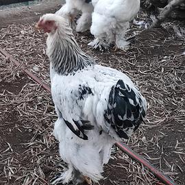 Galli giovani Brahma Bianco Columbia