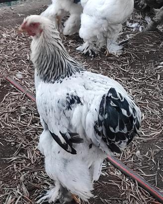 Galli giovani Brahma Bianco Columbia