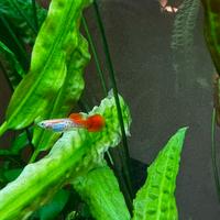 Pesci tropicali Guppy