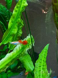 Pesci tropicali Guppy