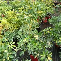 pianta di schefflera in vaso 18