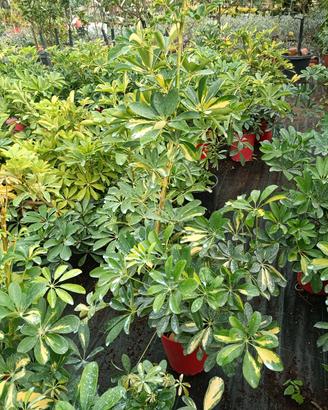 pianta di schefflera in vaso 18