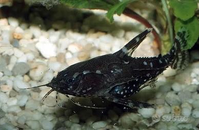 ALTRI PESCI PULITORI D’ACQUARIO 
