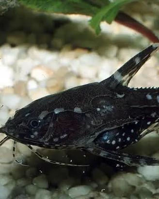 ALTRI PESCI PULITORI D’ACQUARIO 
