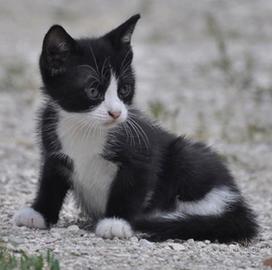 Gatto 2 mesi