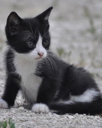 Gatto 2 mesi