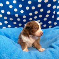 Australian Shepherd cuccioli red