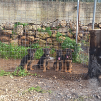 Cuccioli disponibili