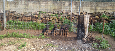 Cuccioli disponibili