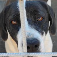 Cane in adozione marilu' tg media