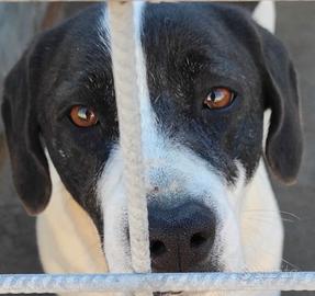 Cane in adozione marilu' tg media