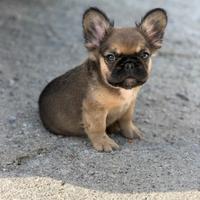 Cucciolo bulldog francese
