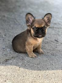Cucciolo bulldog francese