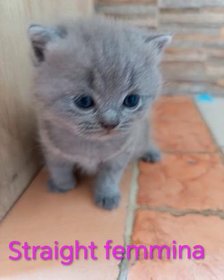 Cuccioli Scottish straight-fold
