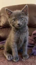 Certosina gattina 2 mesi