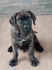 Cuccioli di cane corso