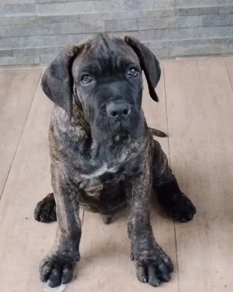 Cuccioli di cane corso