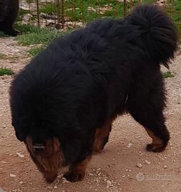 mastino tibetano 