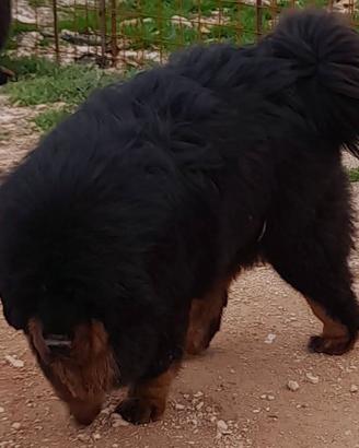 mastino tibetano 