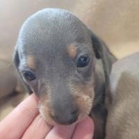 Cuccioli di bassotti blu solo maschi