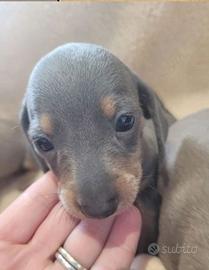 Cuccioli di bassotti blu solo maschi