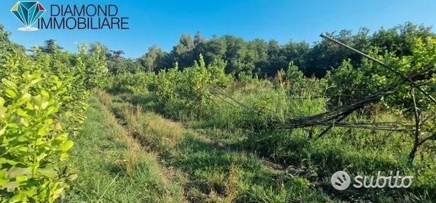 2 lotti di terreno a marina di cottone fiumefreddo