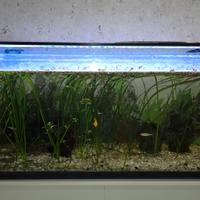 Acquario tropicale 300 litri