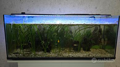 Acquario tropicale 300 litri
