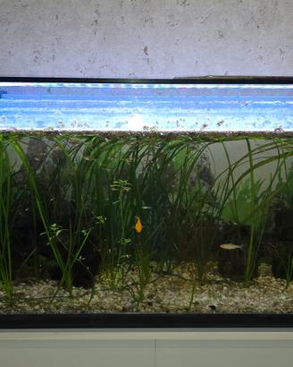 Acquario tropicale 300 litri