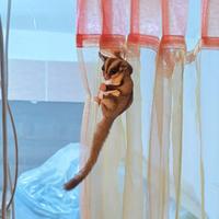 Petauri dello zucchero