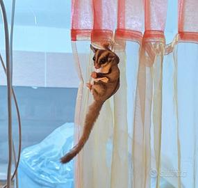 Petauri dello zucchero