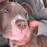 Cucciolo American Pittbull terrier