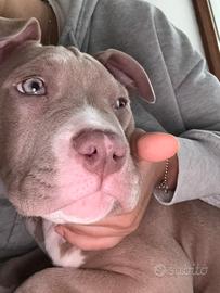 Cucciolo American Pittbull terrier