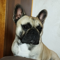 Bouledogue francese