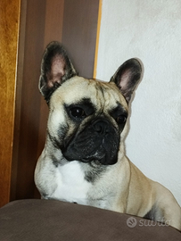 Bouledogue francese