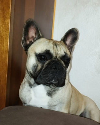 Bouledogue francese