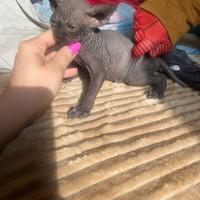 Gatto Sphynx cucciolo