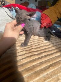 Gatto Sphynx cucciolo