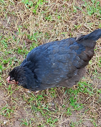 Galline