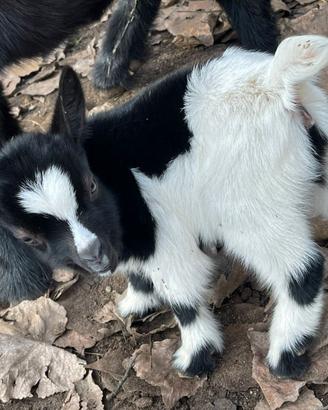 Caprette nane tibetane