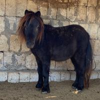 Mini pony