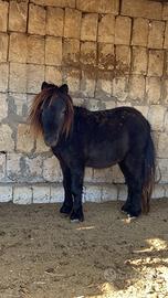 Mini pony