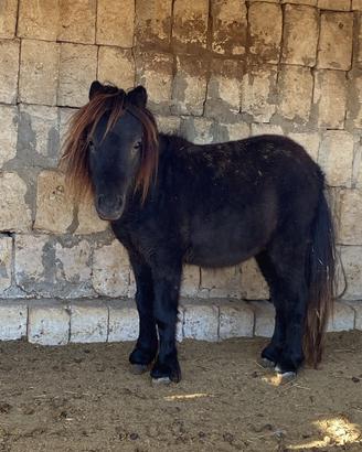 Mini pony