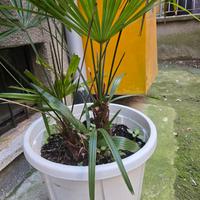 2 palme. Milano zona Lorenteggio 