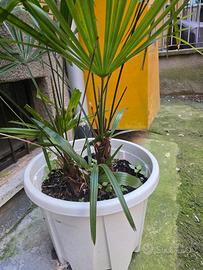 2 palme. Milano zona Lorenteggio 