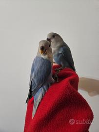 Inseparabili blu allevati a mano