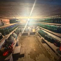 Bottiglie e damigiane