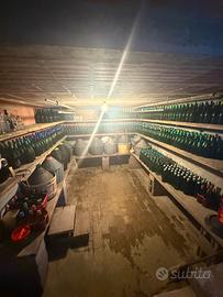 Bottiglie e damigiane