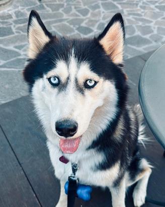 Animali