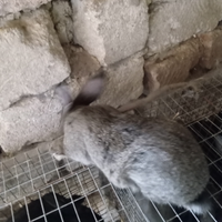 Conigli di allevamento